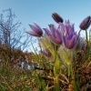 Koniklec velkokvety - Pulsatilla grandis - Pasqueflower o0004